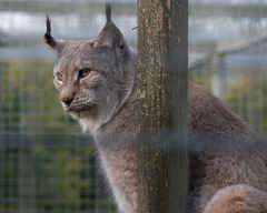 Lynx in a cage