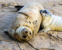 Seals at Winterton
