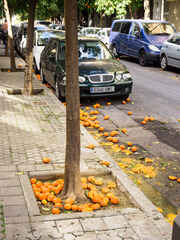 Seville oranges in Seville