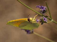 Clouded yellow butterfly