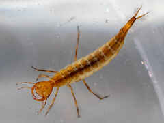 Great Diving Beetle larva