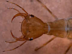 Great Diving Beetle larva