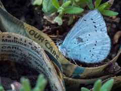 Holly Blue on paper pots (lavender seedlings)