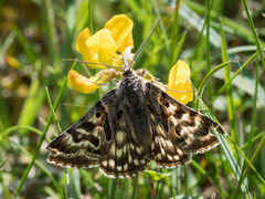 Mother Shipton (moth)