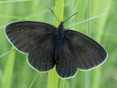 Ringlet (young male)