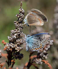 Silver-studded Blue (female and male)