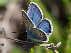 Silver-studded Blue (male)