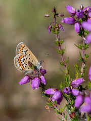 Silver-studded blue