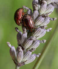Rosemary leaf beetles