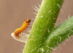 Orange tip butterfly larva emerges from egg