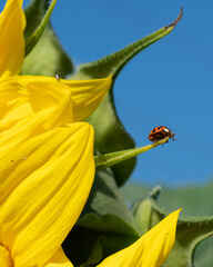 Sunflower and ladybird