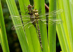 Newly emerged adult dragonfly