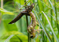 Adult dragonfly emerges from its larval exuviae
