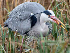 Grey heron catching a Diving Beetle