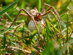 Spider with egg sack