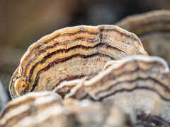 Fungi on rotting wood