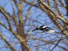 Magpie among the Lime trees