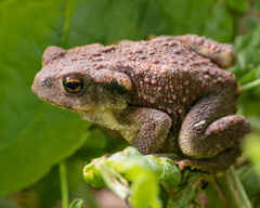A toad