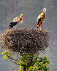Storks' nest in the village