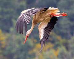 White Stork descending from its nest