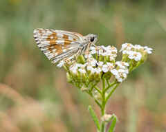 Safflower Skipper