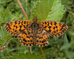 Weaver's Fritillary