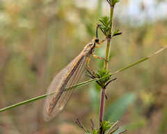antlion in Deliblatska Peščara reserve