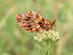 Weaver's Fritillary