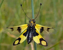 owlfly