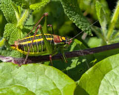 bush-cricket