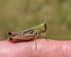 Stripe-winged Grasshopper