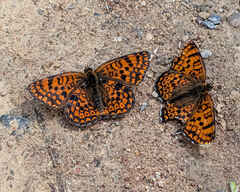 Freyer's Fritillary