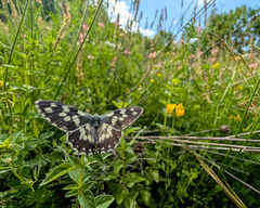 Marbled White