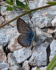 Silver-studded Blue