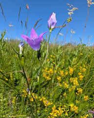 Spreading Bellflower