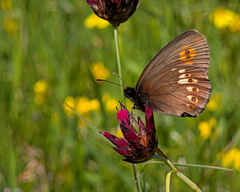 Almond-eyed Ringlet