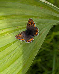 Violet copper