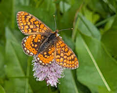 Marsh Fritillary