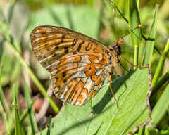 Pearl-bordered Fritillary