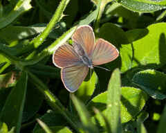 Mazarine Blue