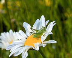 Great Green Bush-cricket
