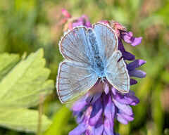 Amanda's Blue