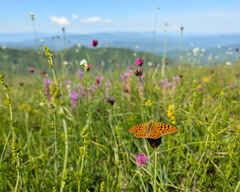 Queen of Spain Fritillary