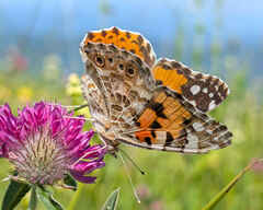Painted Lady
