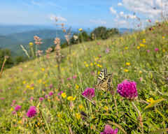 Swallowtail