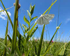 Black-veined Moth