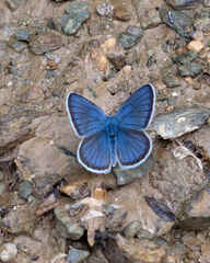 Mazarine Blue
