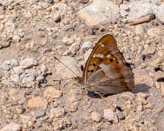 Lesser Purple Emperor