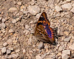 Lesser Purple Emperor