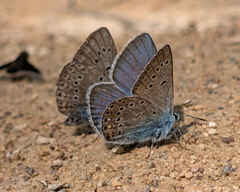 Amanda's Blue